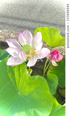 Lotus flower in a water vase Lotus flower in a water vase 143666840