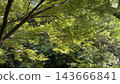 Fresh green maple 143666841