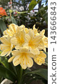 Yellow amaryllis 143666843