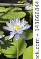 pale purple lotus 143666844
