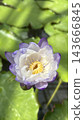 Light purple lotus flower 143666845