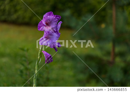 Gladiolus flowers in a garden during daytime 143666855