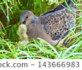一群東方斑鳩。 143666983