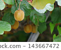 The process of a kiwi fruit growing 143667472