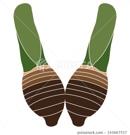 Minimalist vector illustration of a fresh taro corm with a green stem Minimalist vector illustration of a fresh taro corm with a green stem 143667557