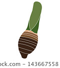 Minimalist vector illustration of a fresh taro corm with a green stem 143667558