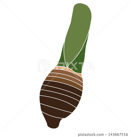 Minimalist vector illustration of a fresh taro corm with a green stem 143667558