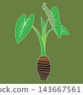 Minimalist vector illustration of a taro plant with green leaves and a root tuber. 143667561