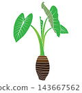 Minimalist vector illustration of a taro plant with green leaves and a root tuber. 143667562