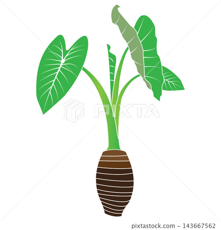 Minimalist vector illustration of a taro plant with green leaves and a root tuber. 143667562
