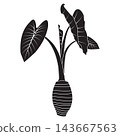 Minimalist vector illustration of a taro plant, including its root tuber. 143667563