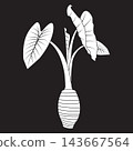 Minimalist vector illustration of a taro plant, including its root tuber. 143667564