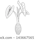 Minimalist vector illustration of a taro plant, including its root tuber. 143667565