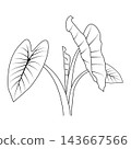 Black and white line art vector illustration of a taro plant leaf 143667566