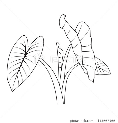 Black and white line art vector illustration of a taro plant leaf 143667566