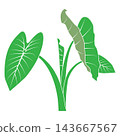 Minimalist vector illustration of a plant with taro-like green leaves 143667567