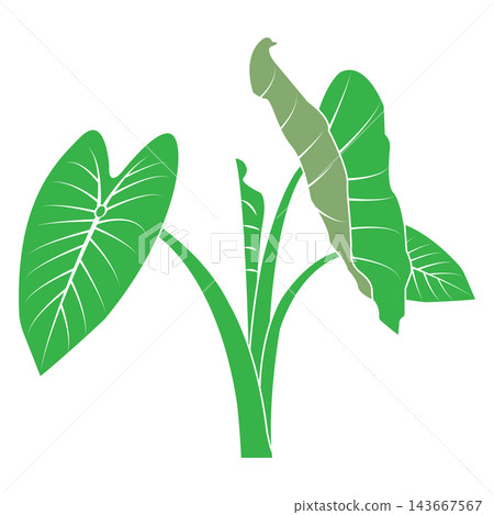 Minimalist vector illustration of a plant with taro-like green leaves Minimalist vector illustration of a plant with taro-like green leaves 143667567
