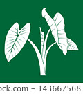 Minimalist vector illustration of a plant with taro-like green leaves 143667568