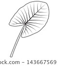 Black and white line art vector illustration of a taro plant leaf 143667569