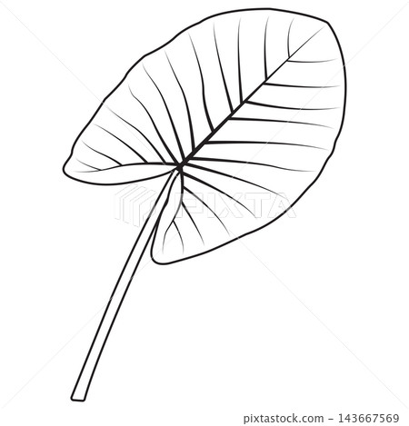 Black and white line art vector illustration of a taro plant leaf 143667569