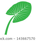 Minimalist vector illustration of a plant with taro-like green leaves 143667570