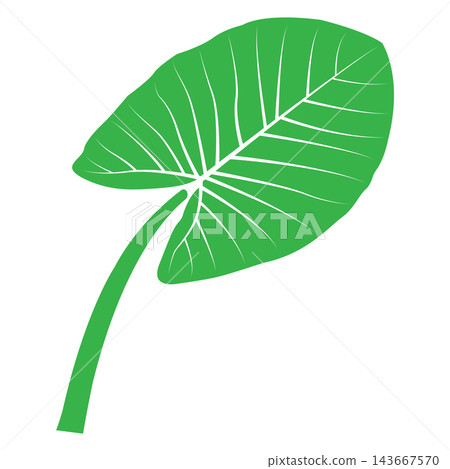 Minimalist vector illustration of a plant with taro-like green leaves 143667570