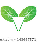 Minimalist vector illustration of a plant with taro-like green leaves 143667571