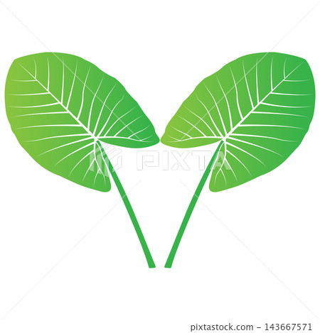 Minimalist vector illustration of a plant with taro-like green leaves Minimalist vector illustration of a plant with taro-like green leaves 143667571
