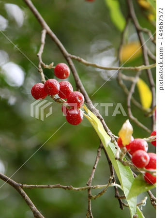 Red berries of the autumn olive tree Red berries of the autumn olive tree 143667572