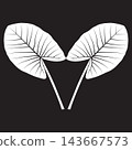 Black and white line art vector illustration of a taro plant leaf 143667573