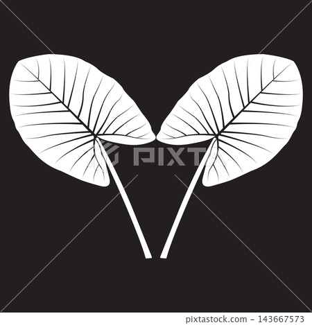 Black and white line art vector illustration of a taro plant leaf Black and white line art vector illustration of a taro plant leaf 143667573