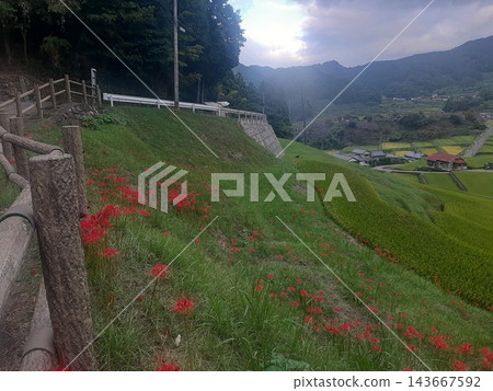 A cluster amaryllis that blooms in rice terraces 143667592
