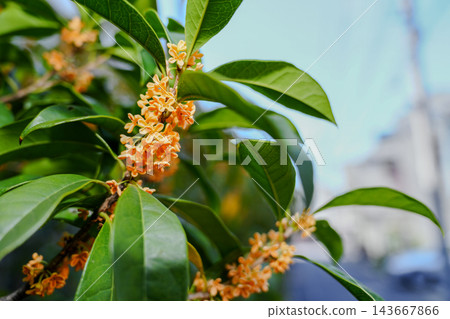 在一個晴朗的秋日,種植在街道兩旁的桂花盛開了。 在一個晴朗的秋日,種植在街道兩旁的桂花盛開了。 143667866