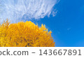 Ginkgo ginkgo 143667891