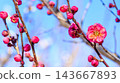 Red flower of flowers 143667893