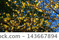 Raising flower of rhubai 143667894