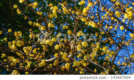 Raising flower of rhubai Raising flower of rhubai 143667894