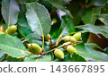 immature acorns 143667895