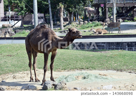 Dromedary dolphin Dromedary dolphin 143668098
