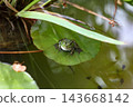 Green frog on lily pad pond, tadpoles visible in water 143668142