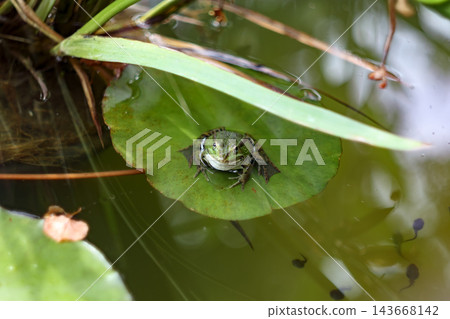 Green frog on lily pad pond, tadpoles visible in water Green frog on lily pad pond, tadpoles visible in water 143668142