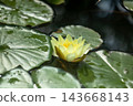 Yellow water lily Nymphaea bloom among green pads pond 143668143