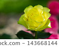 Yellow green rose single bloom garden, pink bokeh background 143668144