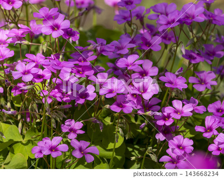 花壇裡盛開著酢漿草花。 花壇裡盛開著酢漿草花。 143668234