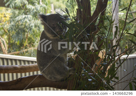 This is a koala from Sydney Zoo. This is a koala from Sydney Zoo. 143668296