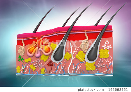 Human skin anatomy 143668361