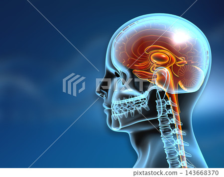 Human head and neck anatomy Human head and neck anatomy 143668370