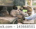 [Machida Squirrel Park: Feeding sunflower seeds to squirrels] 143668501
