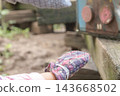 [Machida Squirrel Park: Feeding sunflower seeds to squirrels] 143668502