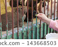 [Feeding the black guinea pigs at Machida Squirrel Park] 143668503